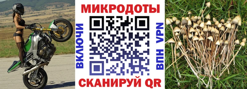 купить  сайты  Абакан  Псилоцибиновые грибы прущие грибы 